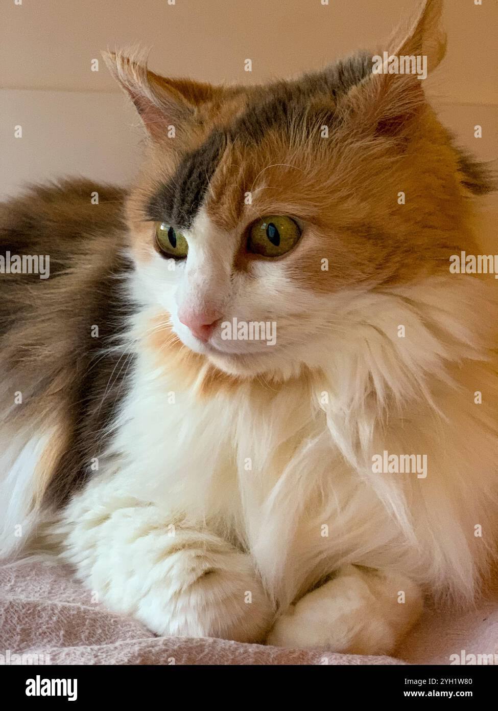 Gatto forestale norvegese, animale domestico, animale Foto Stock