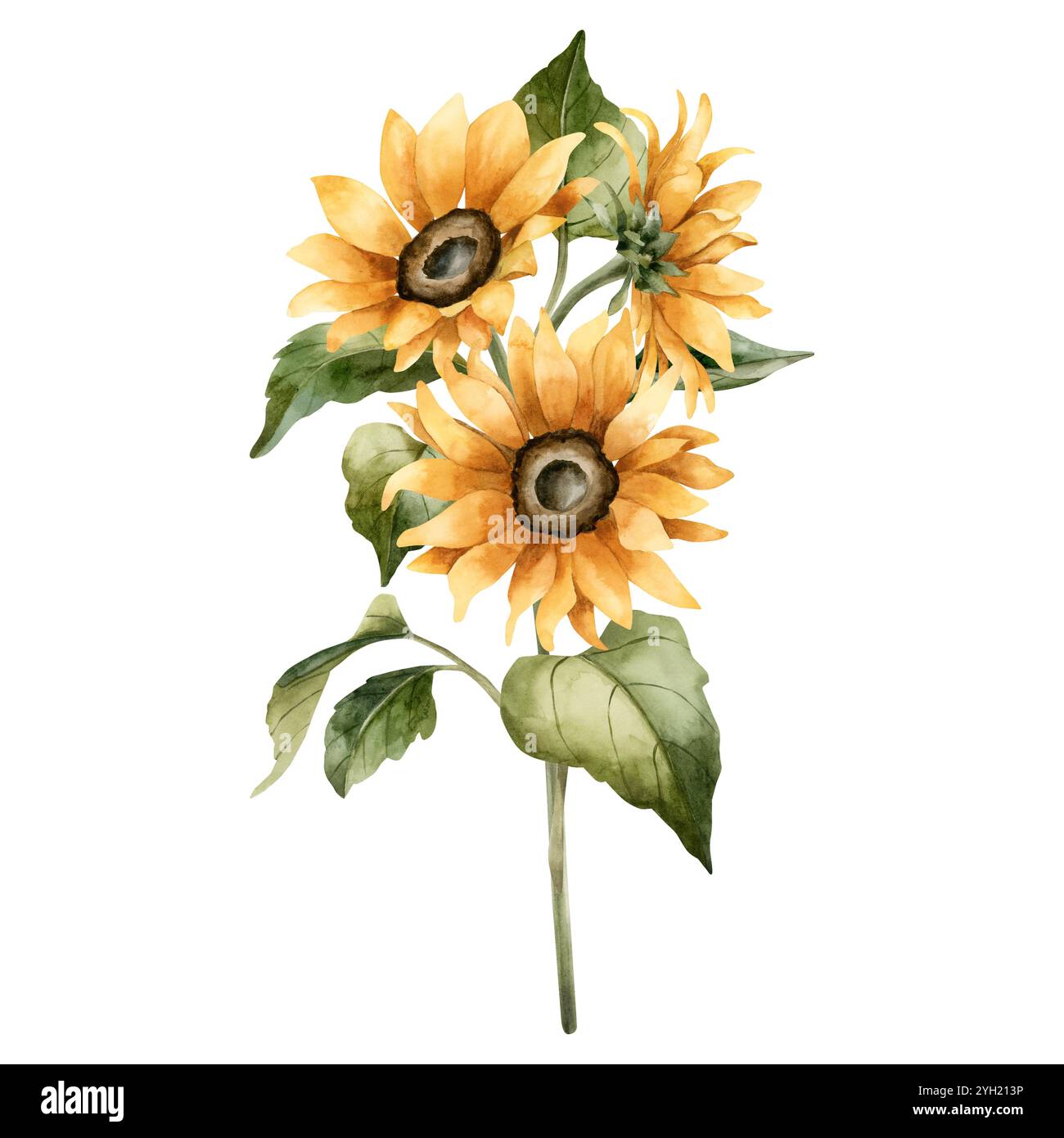 Bouquet di girasoli. Fiori gialli autunnali da giardino. Acquerello illustrazione floreale disegnata a mano isolata su sfondo bianco per il design autunnale, botanica ca Foto Stock