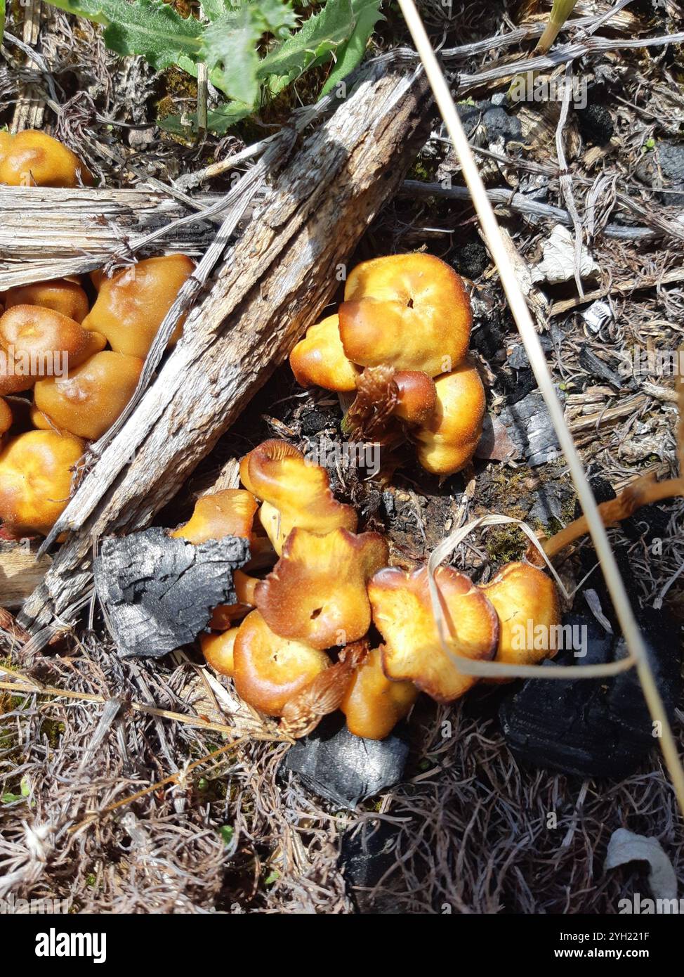 Rustgill squamoso (Gymnopilus sapineus) Foto Stock