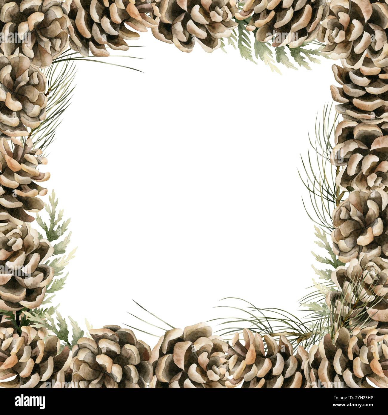 Telaio cono pino con rami di pino e cedro. Illustrazioni floreali isolate dipinte a mano ad acquerello per il design natalizio, l'inverno o l'autunno, bota Foto Stock