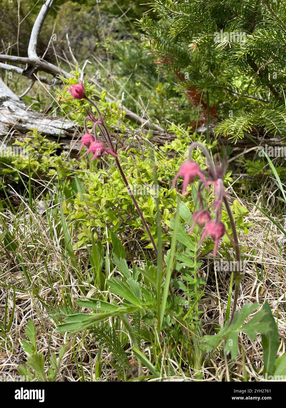 Fumo di prateria (Geum triflorum) Foto Stock