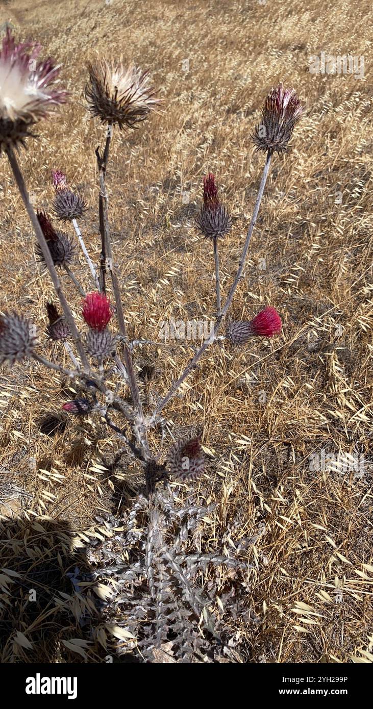 Cardo di Cobwebby (Cirsium occidentale) Foto Stock