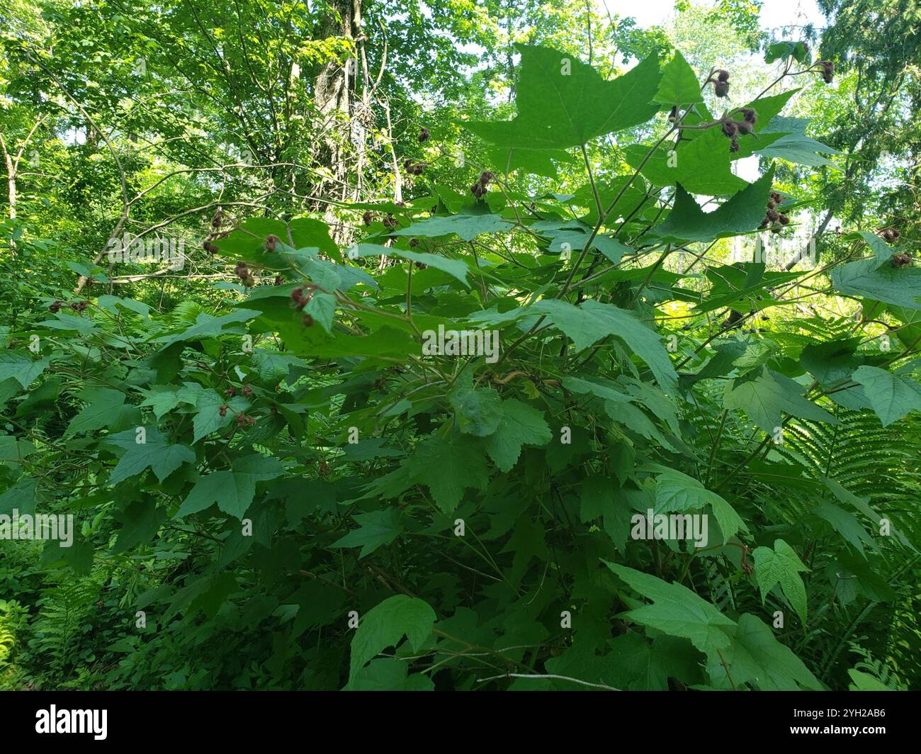 Lampone a fiore viola (Rubus odoratus) Foto Stock