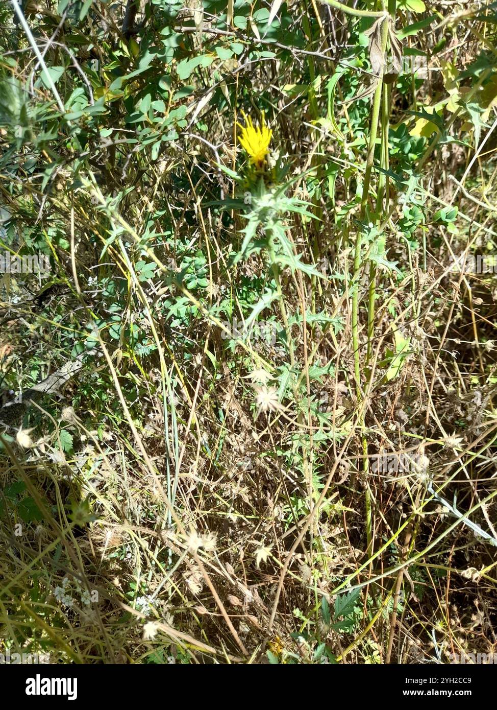 Cardo di distaff lanato (Carthamus lanatus) Foto Stock