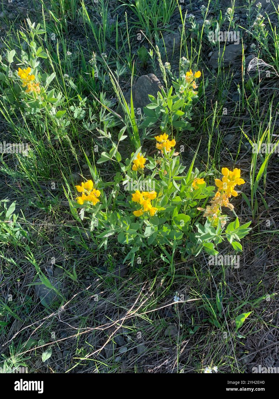 Fagioli d'oro (Thermopsis rhombifolia) Foto Stock