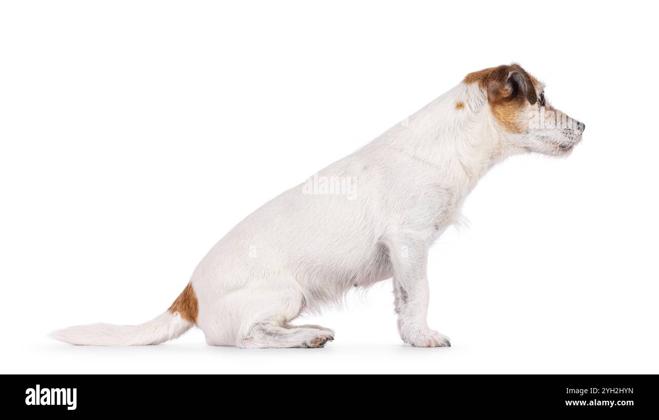 Carino vecchio cane Jack Russell, seduto di lato. Guardare direttamente davanti alla telecamera. Isolato su sfondo bianco. Foto Stock