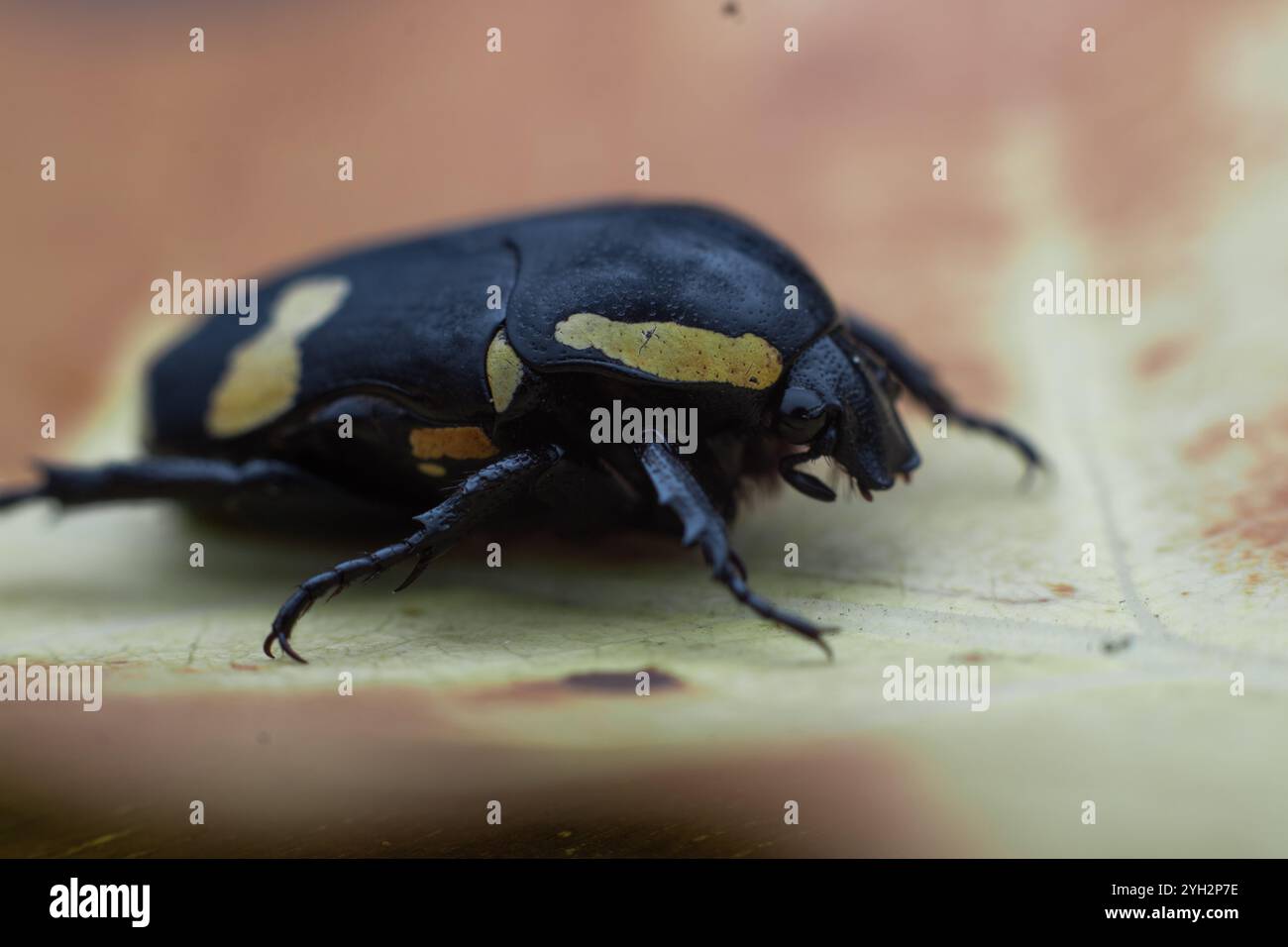 Foto macro estrema di uno scarabeo nero (scarabeo) con distintive marcature gialle. Evidenzia l'anatomia dettagliata degli insetti e il corpo testurizzato. Foto Stock