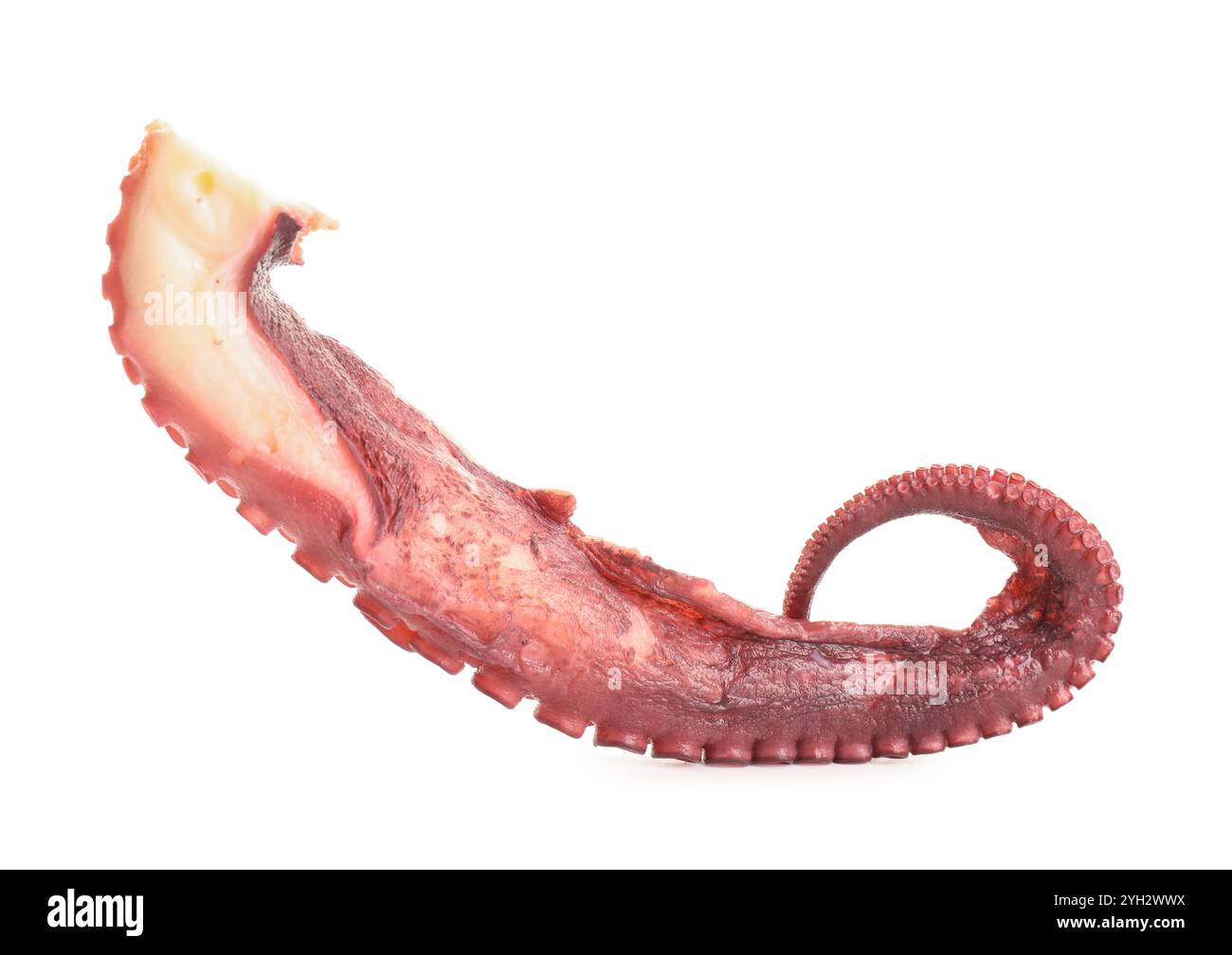 Un tentacolo di polpo grezzo isolato su bianco Foto Stock