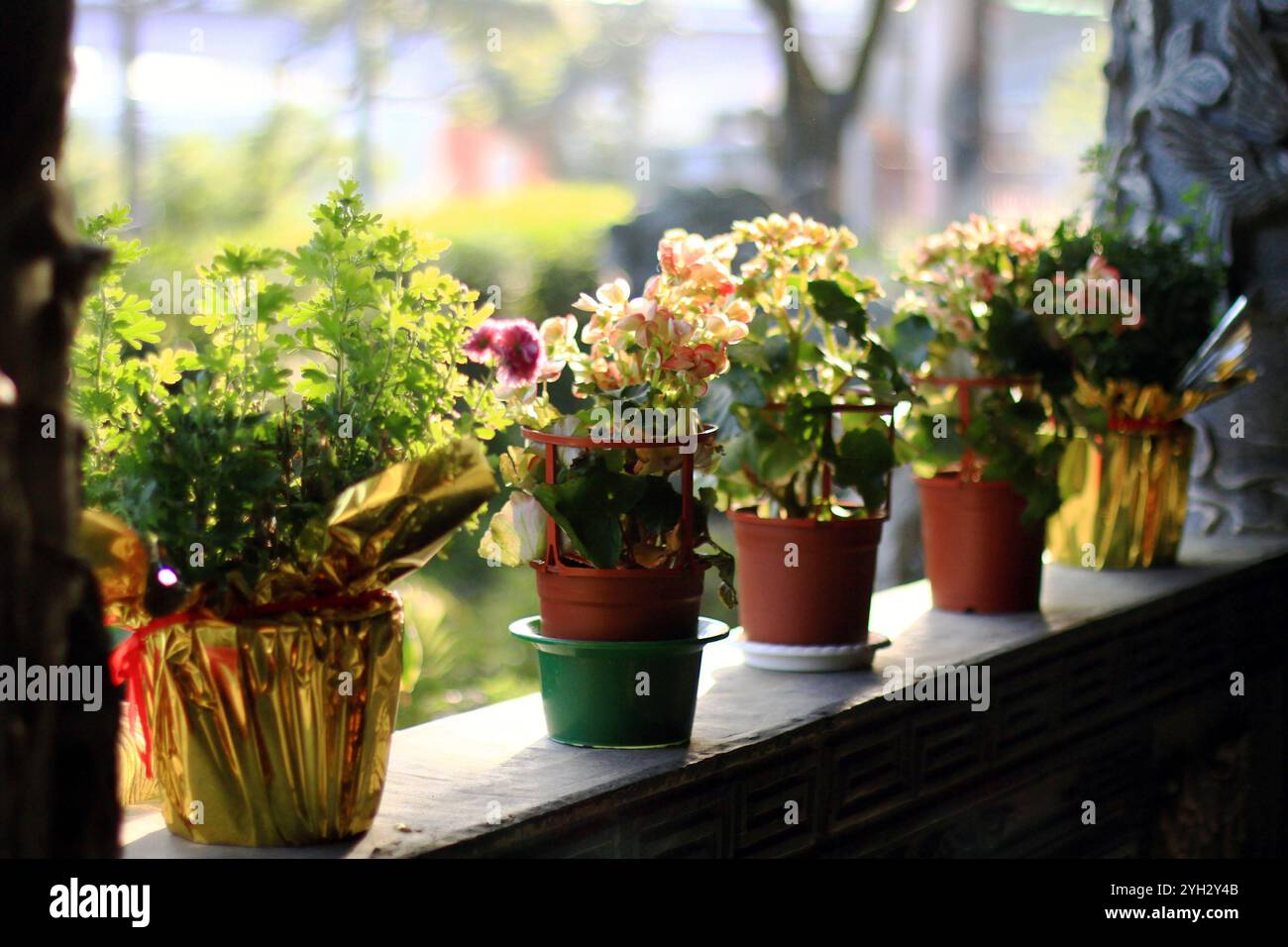 Vivaci fiori in vaso su un balcone illuminato dal sole Foto Stock