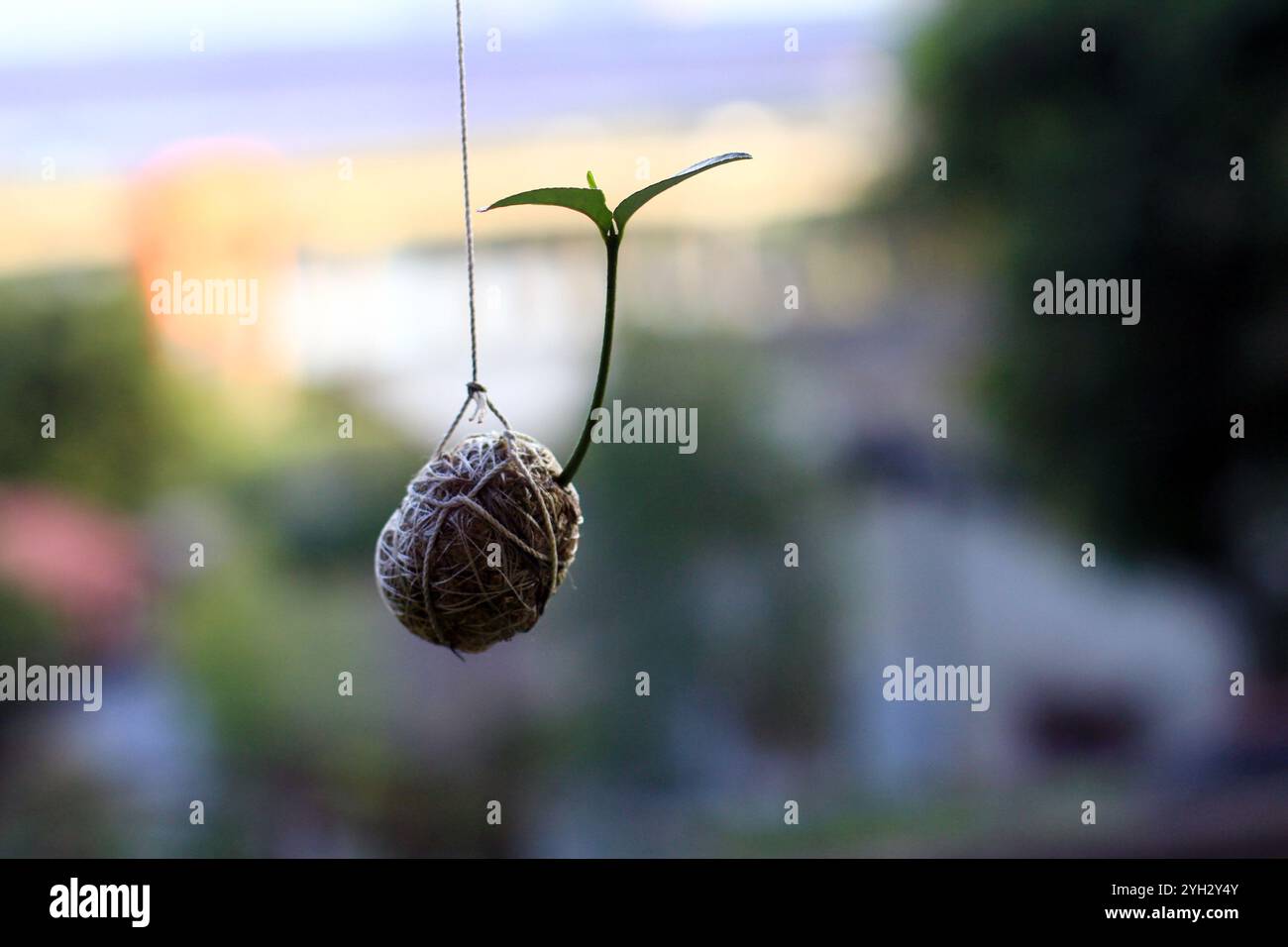 Sospensione della crescita delle piante nel design minimalista Foto Stock