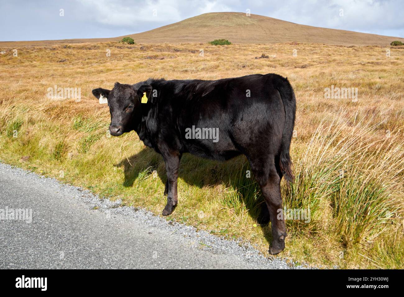 giovane mucca in piedi al fianco della strada nella bogland achill island, contea di mayo, repubblica d'irlanda Foto Stock
