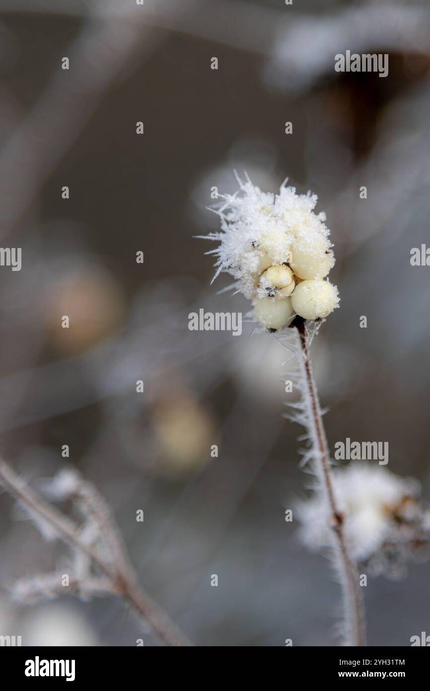 Cristalli di rombo gelati sulle bacche e ramoscelli di un comune bosco di neve (Symphoricarpos albus) Foto Stock