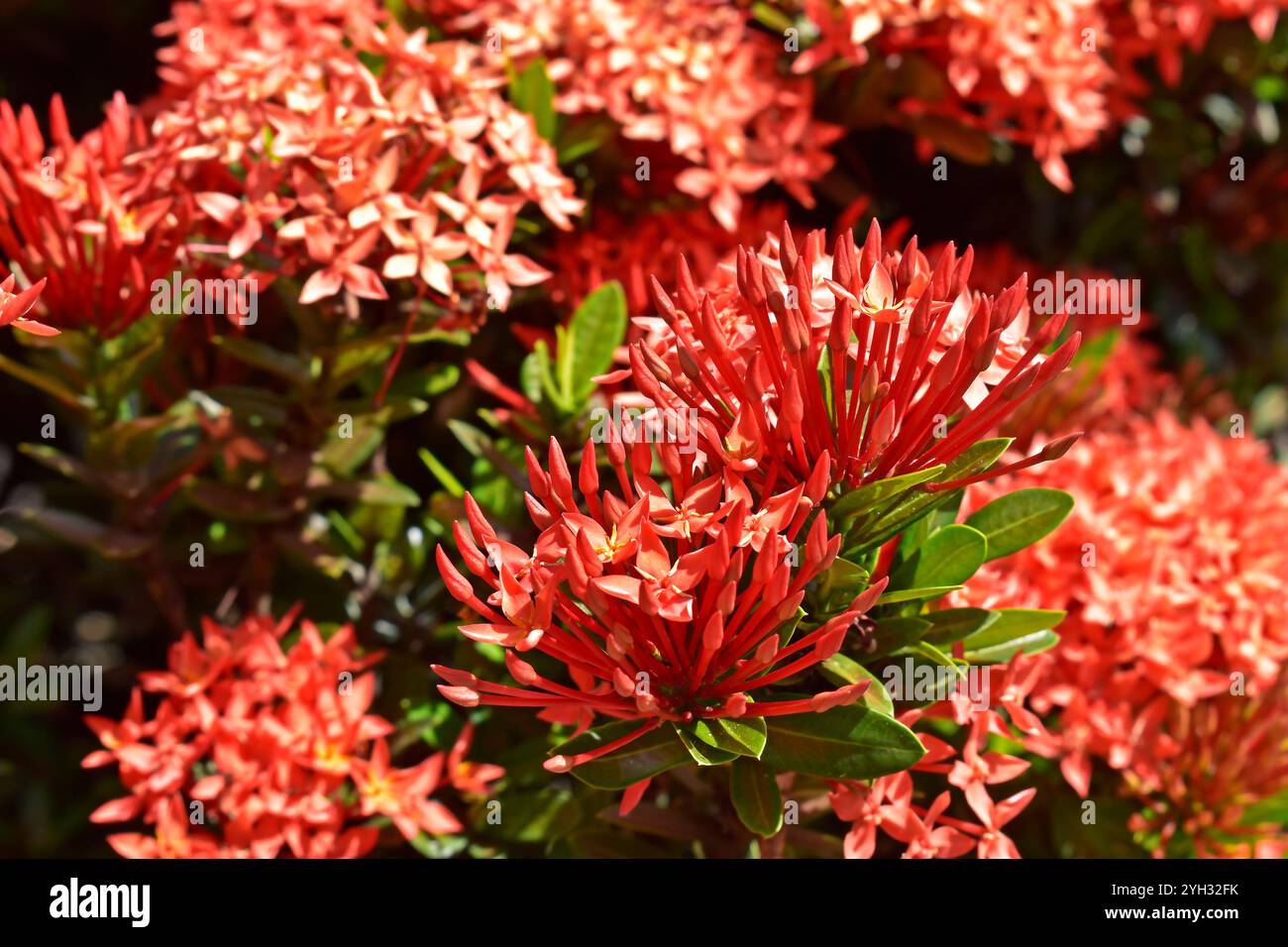 Geranio della giungla o fiamma dei boschi (Ixora coccinea) sul giardino tropicale Foto Stock