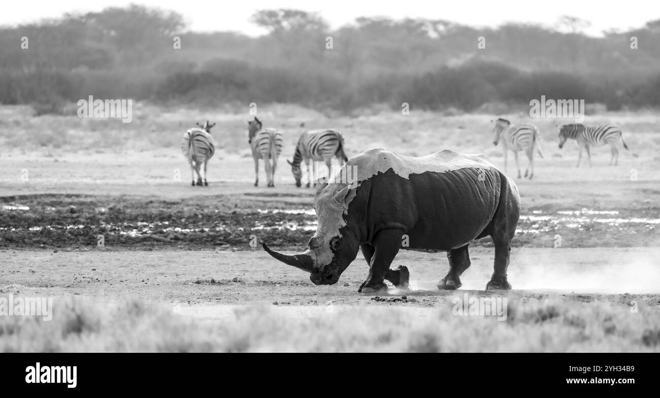 Rinoceronte bianco meridionale (Ceratotherium simum simum), rinoceronte che esce dal bagno di fango, mescolando polvere, alla luce della sera, bianco e nero, Khama Rhino Foto Stock