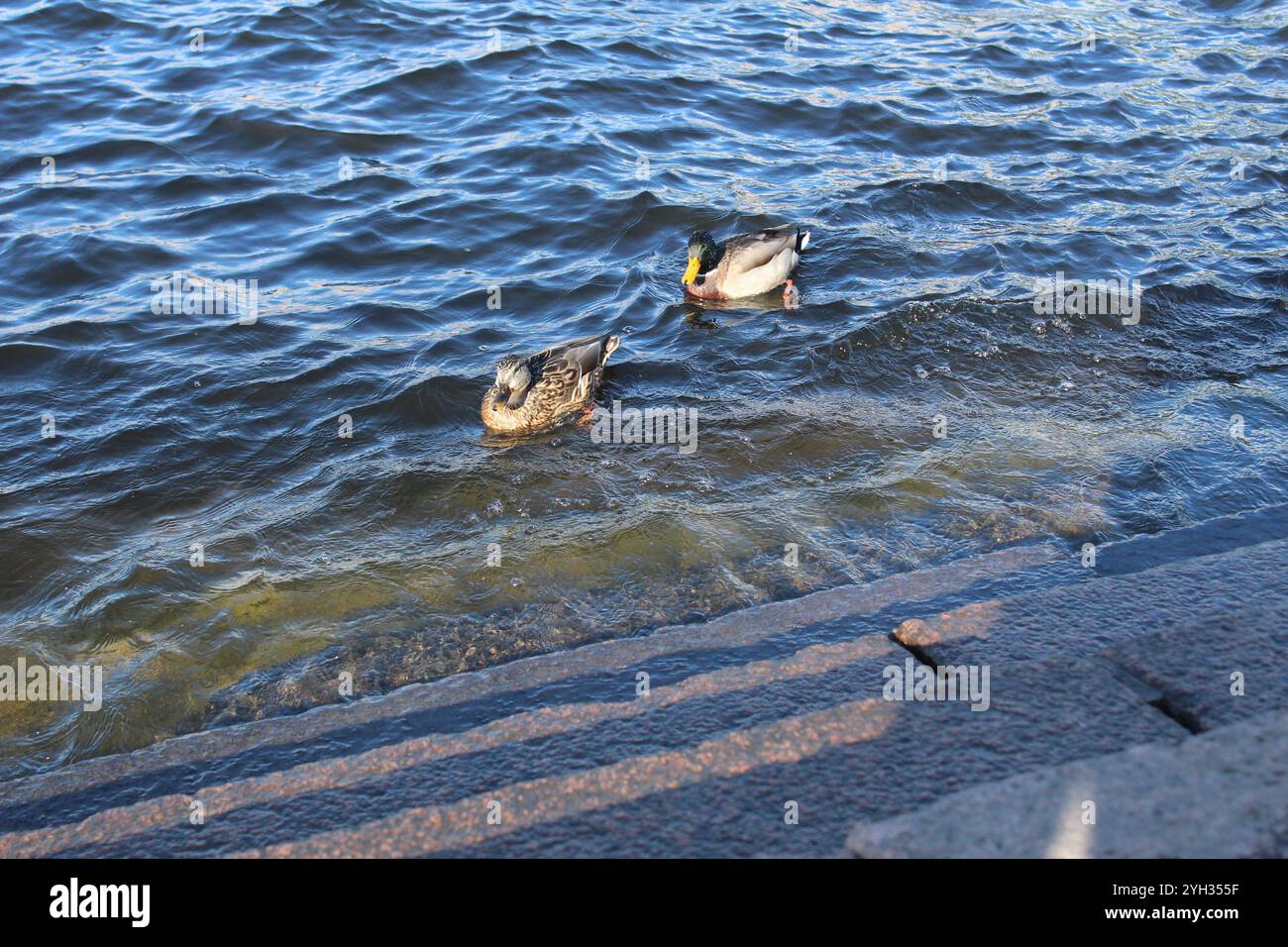 Anatre vicino alla riva dell'argine. Animali d'acquacoltura accanto all'abete rosso. Foto Stock