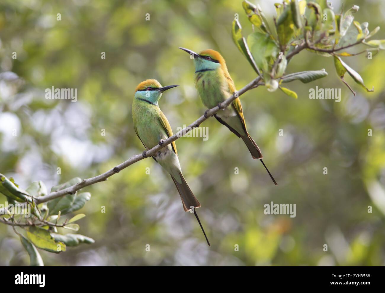 Due mangiatori di api di smeraldo coronati di bronzo (Merops orientalis) seduti su una filiale nel Parco nazionale di Yala, provincia meridionale, Sri Lanka, Asia Foto Stock