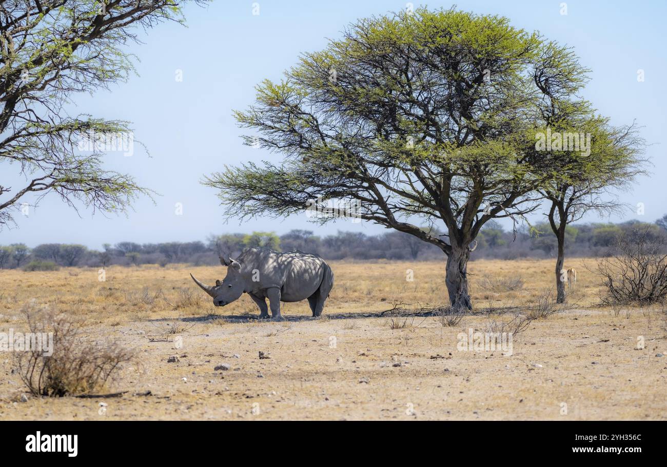 Rinoceronte bianco meridionale (Ceratotherium simum simum), rinoceronte nella savana sotto un albero, Khama Rhino Sanctuary, Serowe, Botswana, Africa Foto Stock