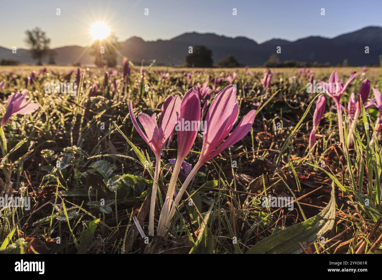 Croco autunnale (Colchicum autumnale), prato floreale, alba, autunno, Loisach-lago Kochel Moor, monti Kochler, colline alpine, Baviera, Germania, Foto Stock