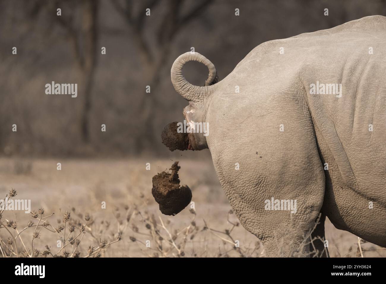 Rinoceronte bianco del sud (Ceratotherium simum simum), rinoceronti, escrementi di animali, divertente, Khama Rhino Sanctuary, Serowe, Botswana, Africa Foto Stock