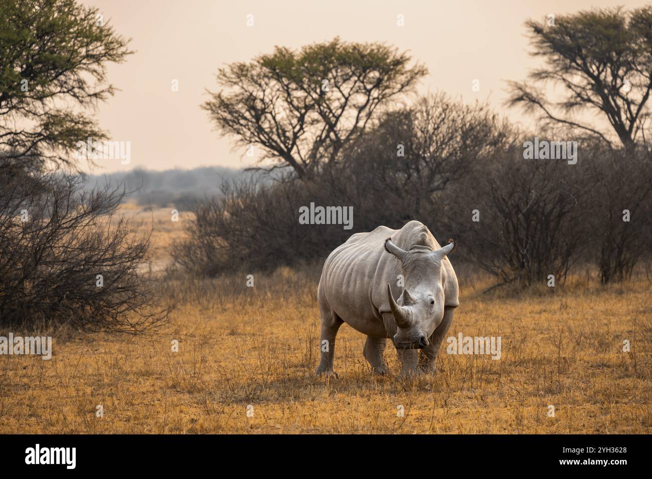 Rinoceronte bianco meridionale (Ceratotherium simum simum), rinoceronte alla luce della sera, Khama Rhino Sanctuary, Serowe, Botswana, Africa Foto Stock