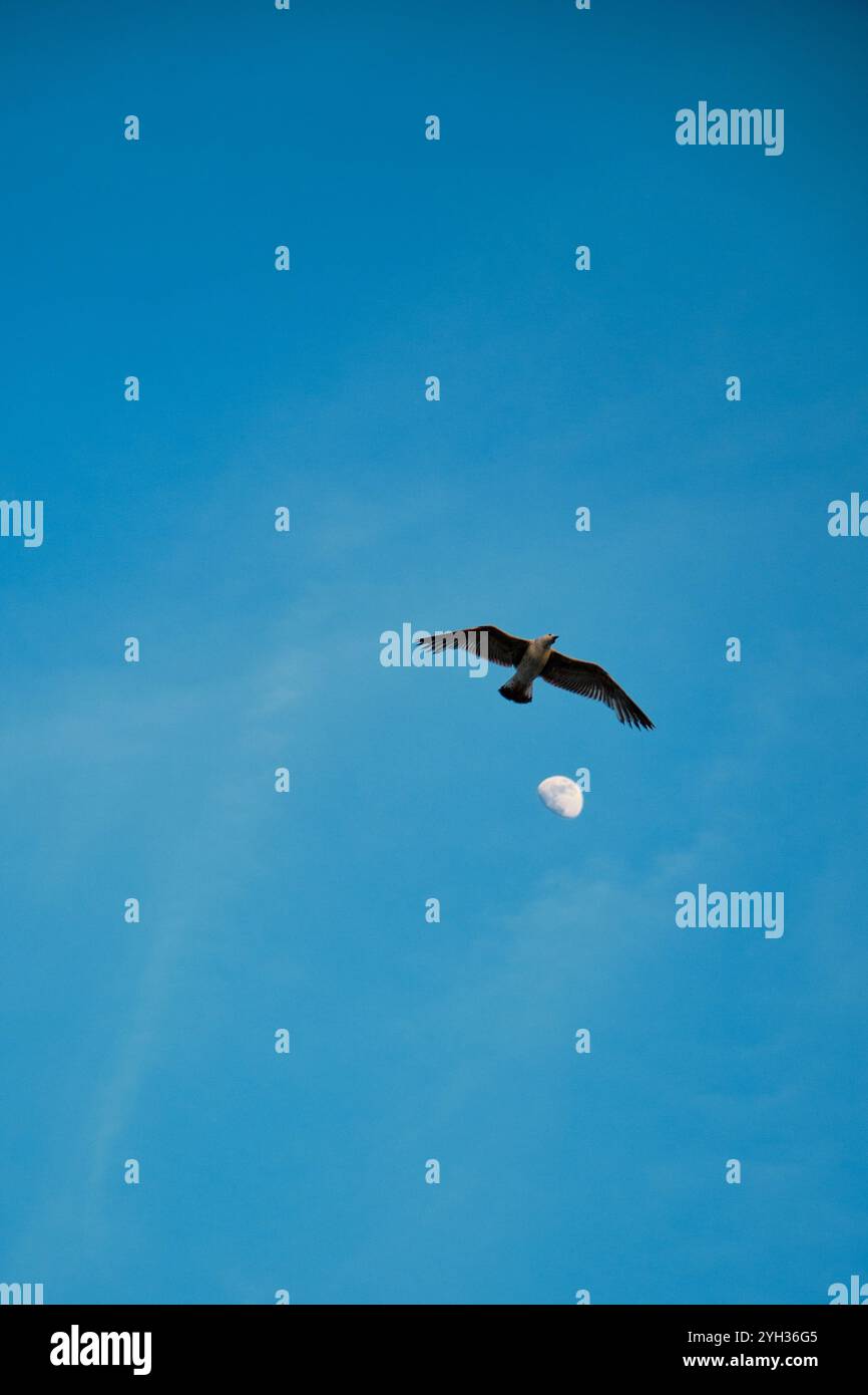 vista ad angolo basso di un singolo gabbiano con sfondo blu a mezzaluna. Foto Stock