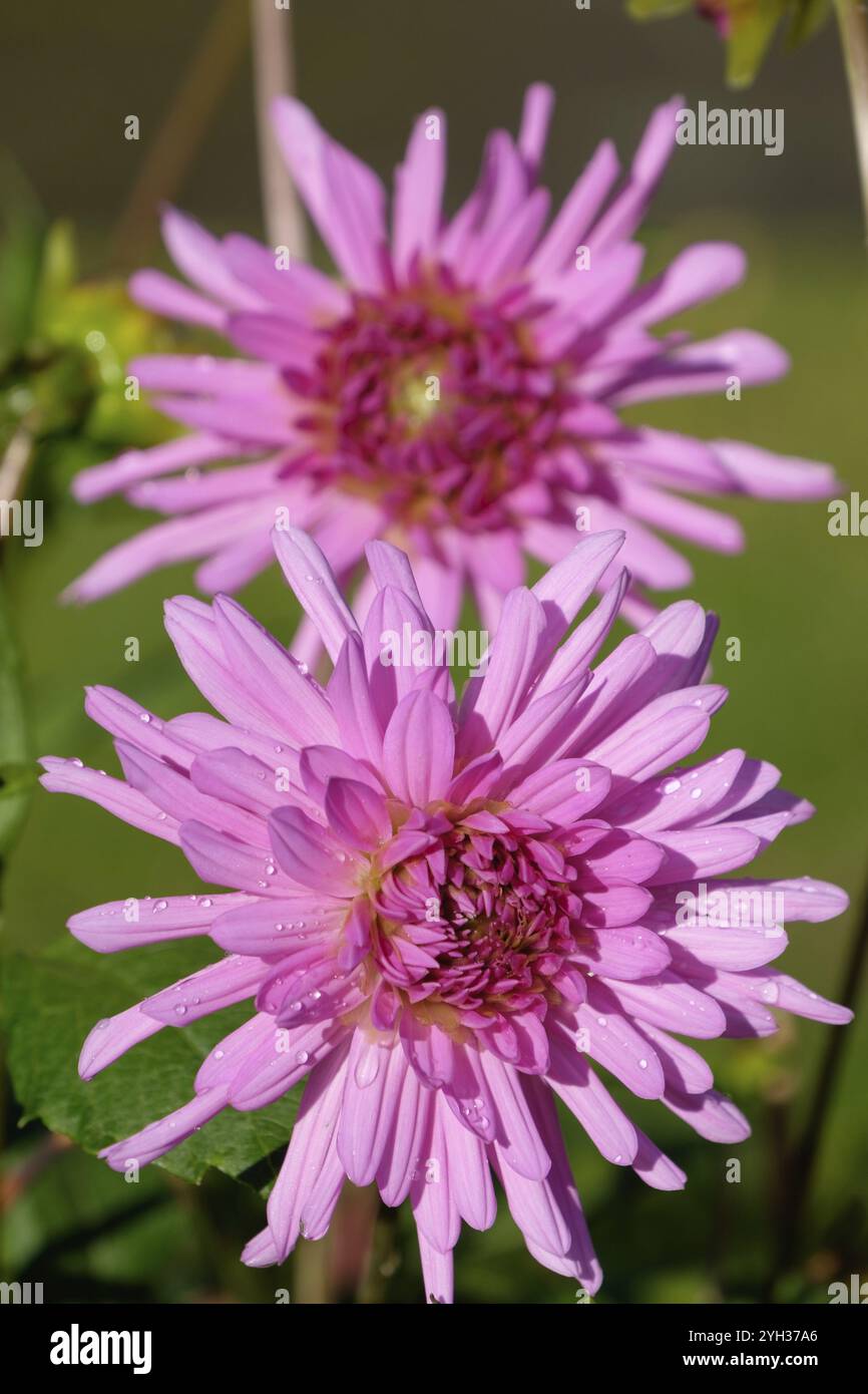 Due fiori rosa in piena fioritura, illuminati dalla luce del sole, nel giardino di Bad zwischenahn, bassa sassonia, germania Foto Stock