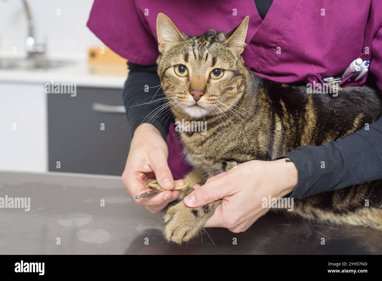 Medico Veterinario di rifilatura dei chiodi di una cute cat Foto Stock