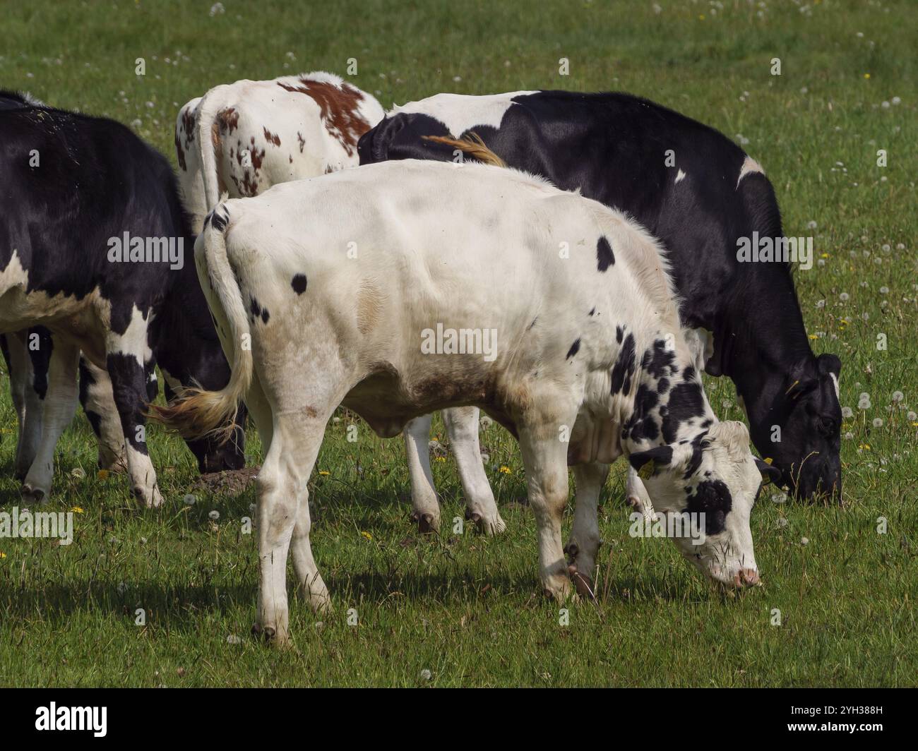 Diverse mucche, bianche e nere, marroni e bianche, pascolano su un ampio prato, vallone, muensterland, germania Foto Stock