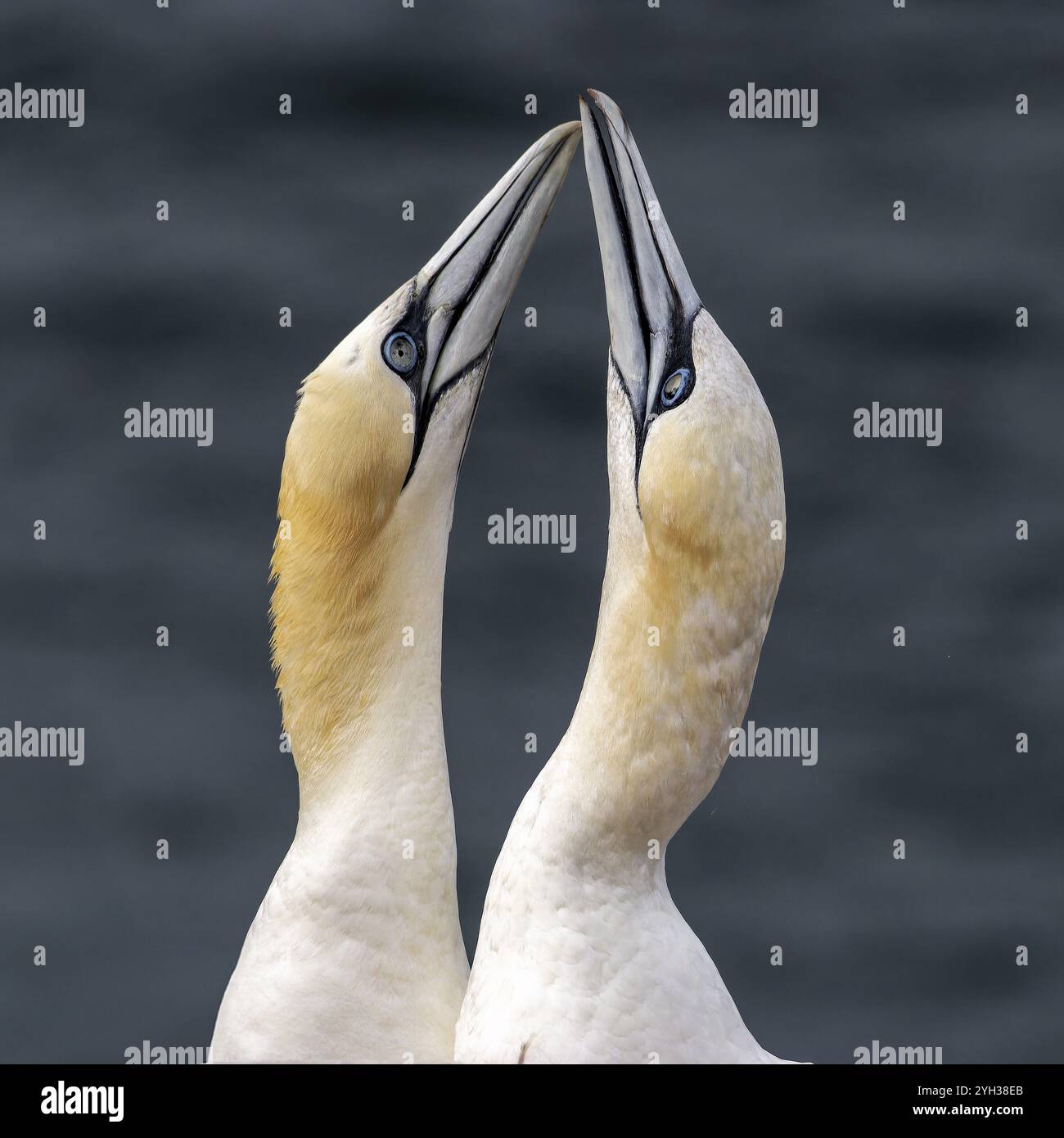 Gannet (Sula bassana) che si accoppia, su scogliere a ghigliottoli, con il mare azzurro sullo sfondo, Helgoland, Mare del Nord, distretto di Pinneberg, Schleswig-Holstein, Foto Stock