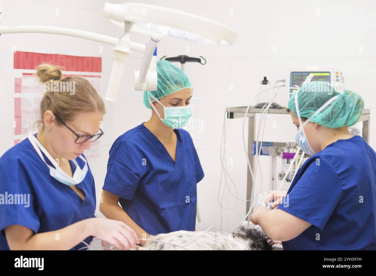 Gruppo di veterinario chirurghi al lavoro Foto Stock