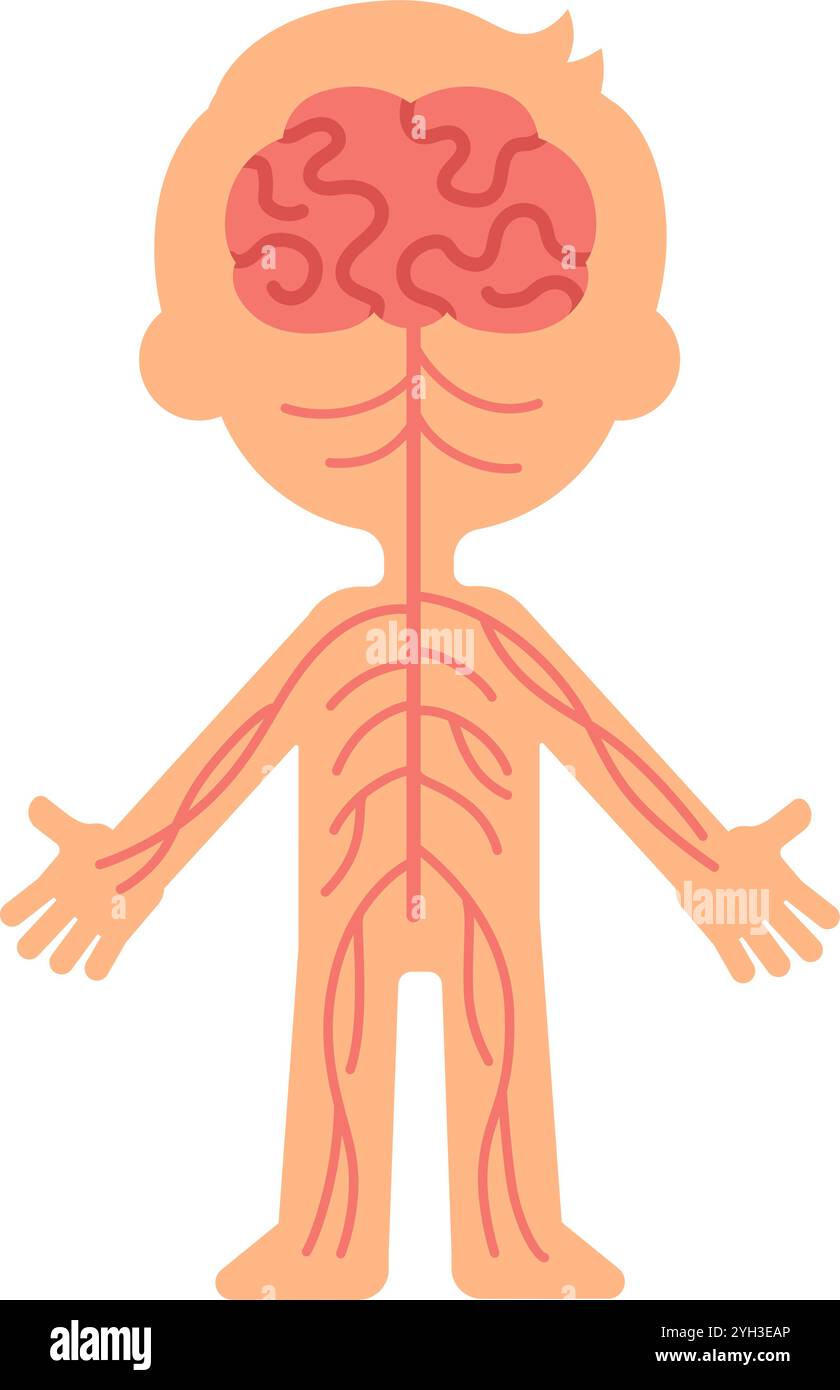 Illustrazione medica che mostra il sistema nervoso che collega il cervello al resto del corpo, promuovendo la comprensione delle vie neurologiche e la funzione nervosa Illustrazione Vettoriale