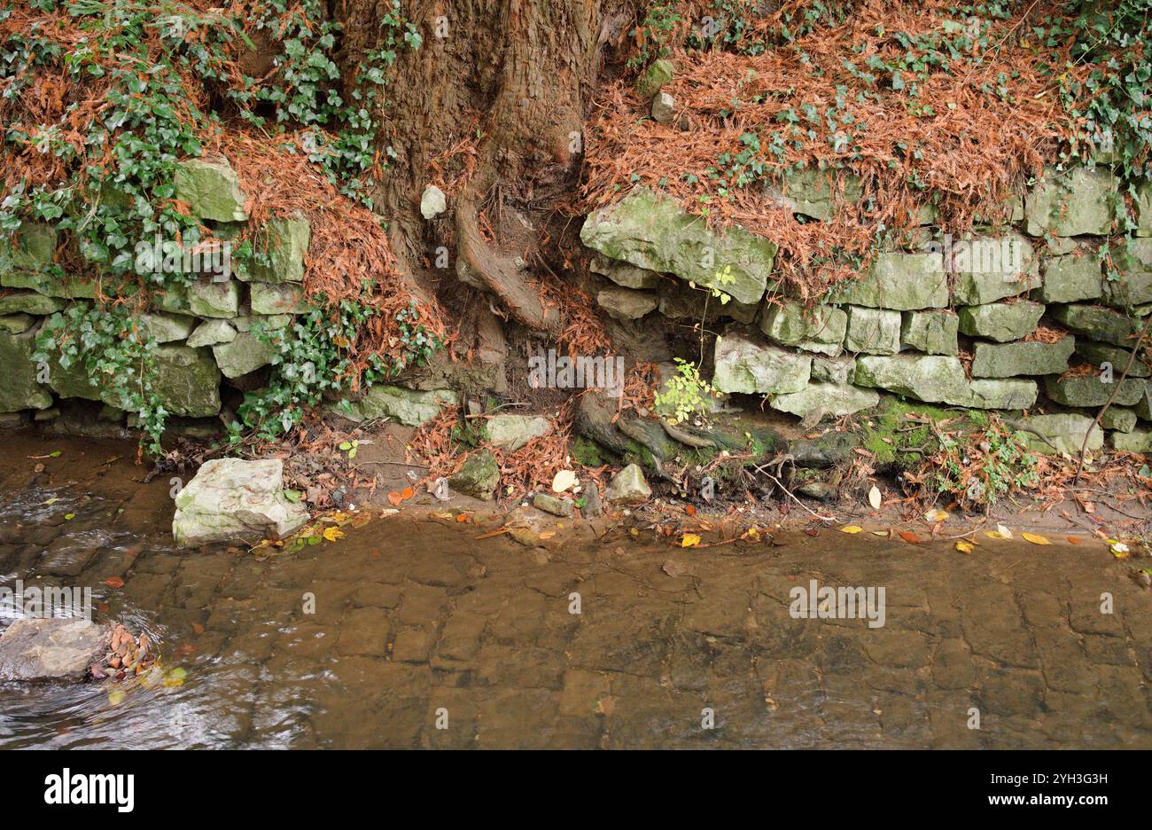 Yew radici di alberi che crescono attraverso un muro di pietra accanto a un ruscello Foto Stock