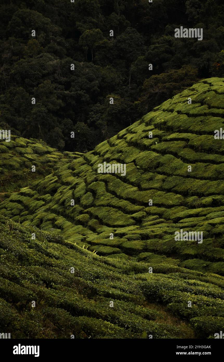 La piantagione di tè in Cameron Highlands, Malaysia Foto Stock