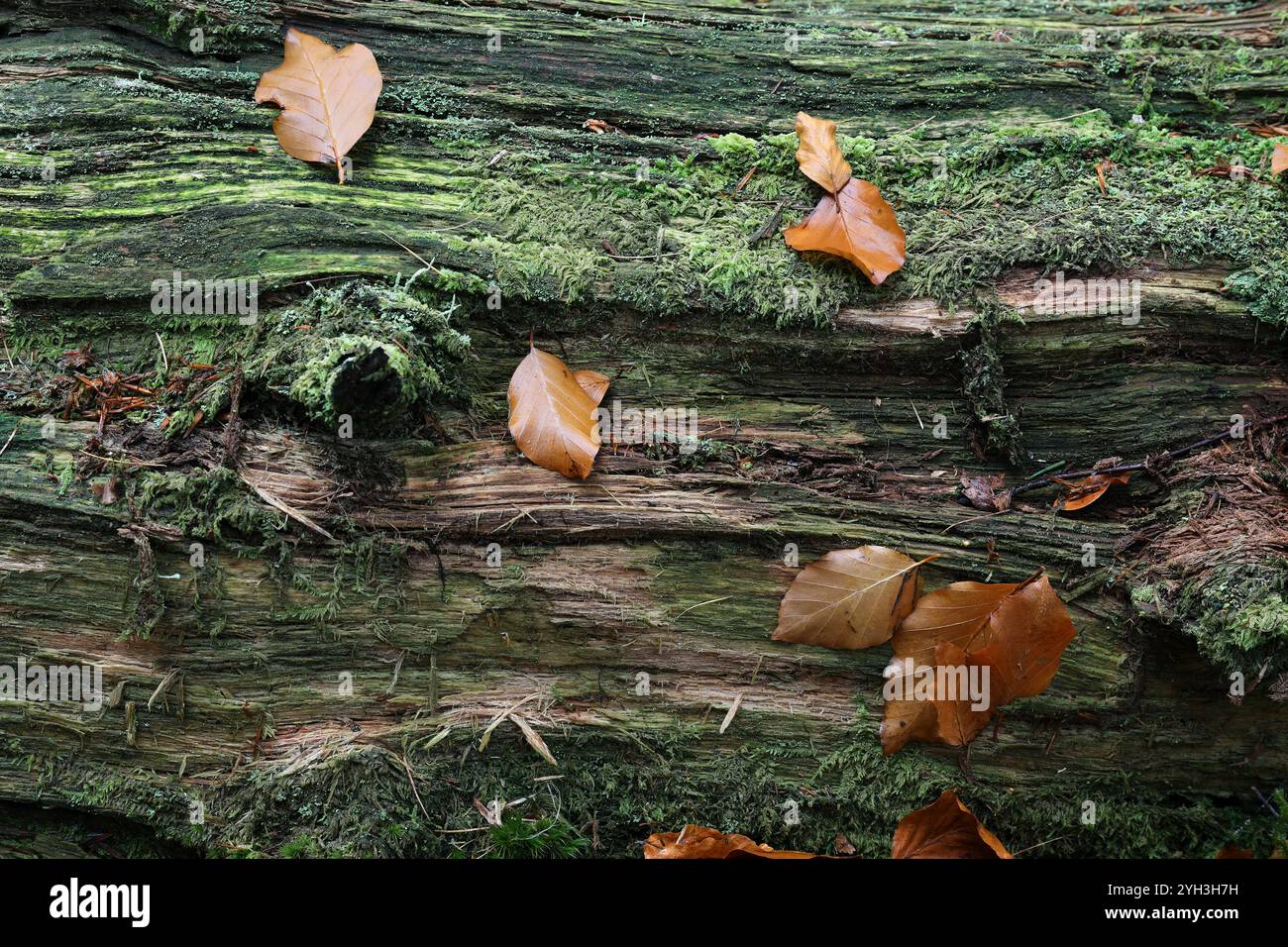 Tronco di albero in putrefazione sul pavimento del bosco ricoperto di muschio, licheni e foglie da spiaggia, Teesdale, County Durham, Regno Unito Foto Stock