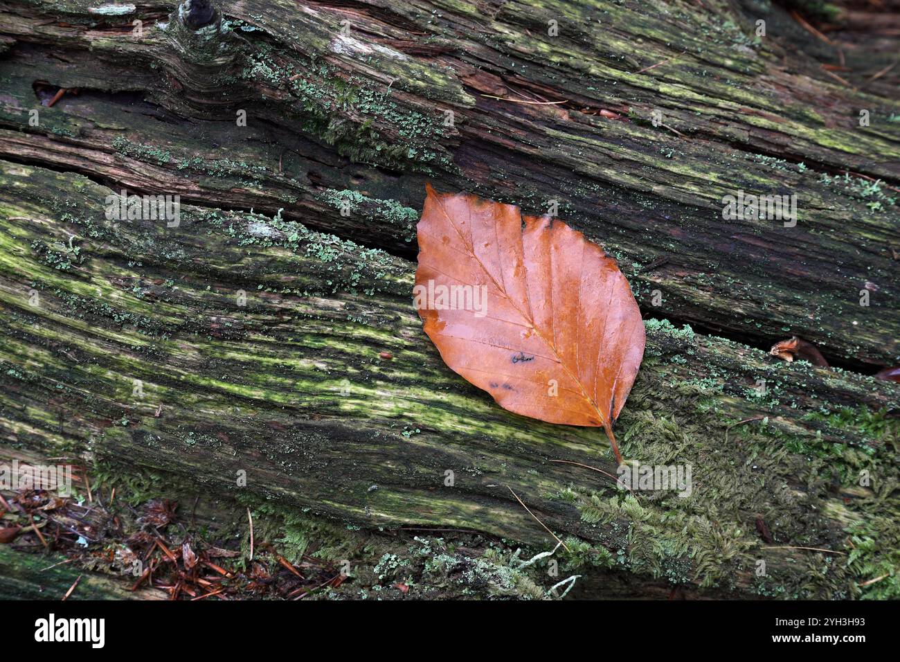 Foglie di faggio adagiate su un tronco di albero in putrefazione sul pavimento del bosco ricoperto di muschio e lichene, Teesdale, County Durham, Regno Unito Foto Stock