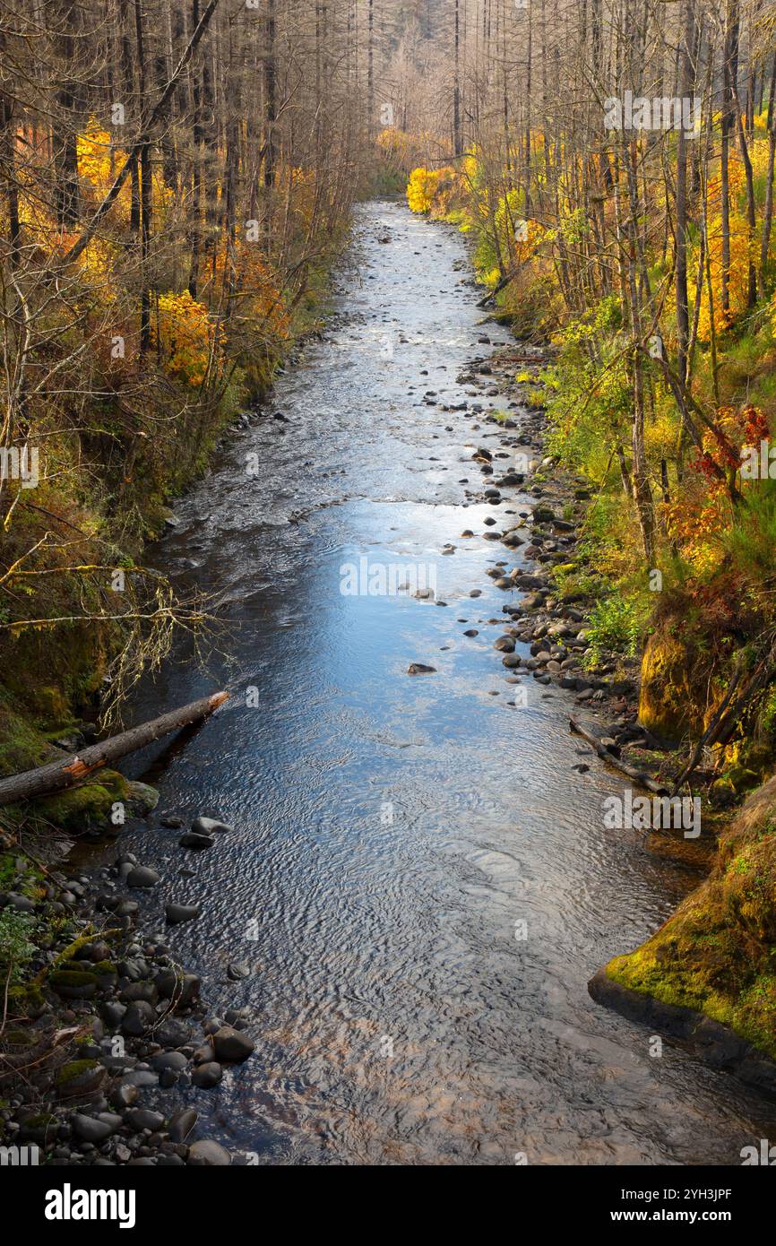 Table Rock Fork Molalla River, Molalla River Corridor Recreation area, Salem District Bureau of Land Management, Oregon Foto Stock