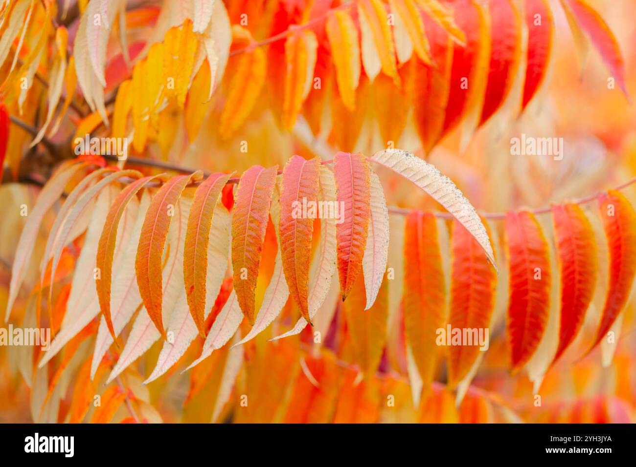 Sumach è soffice. Aceto. Foglie autunnali brillanti dai colori caldi. Primo piano di foglie autunnali rosse, arancioni e gialle su un ramo Foto Stock
