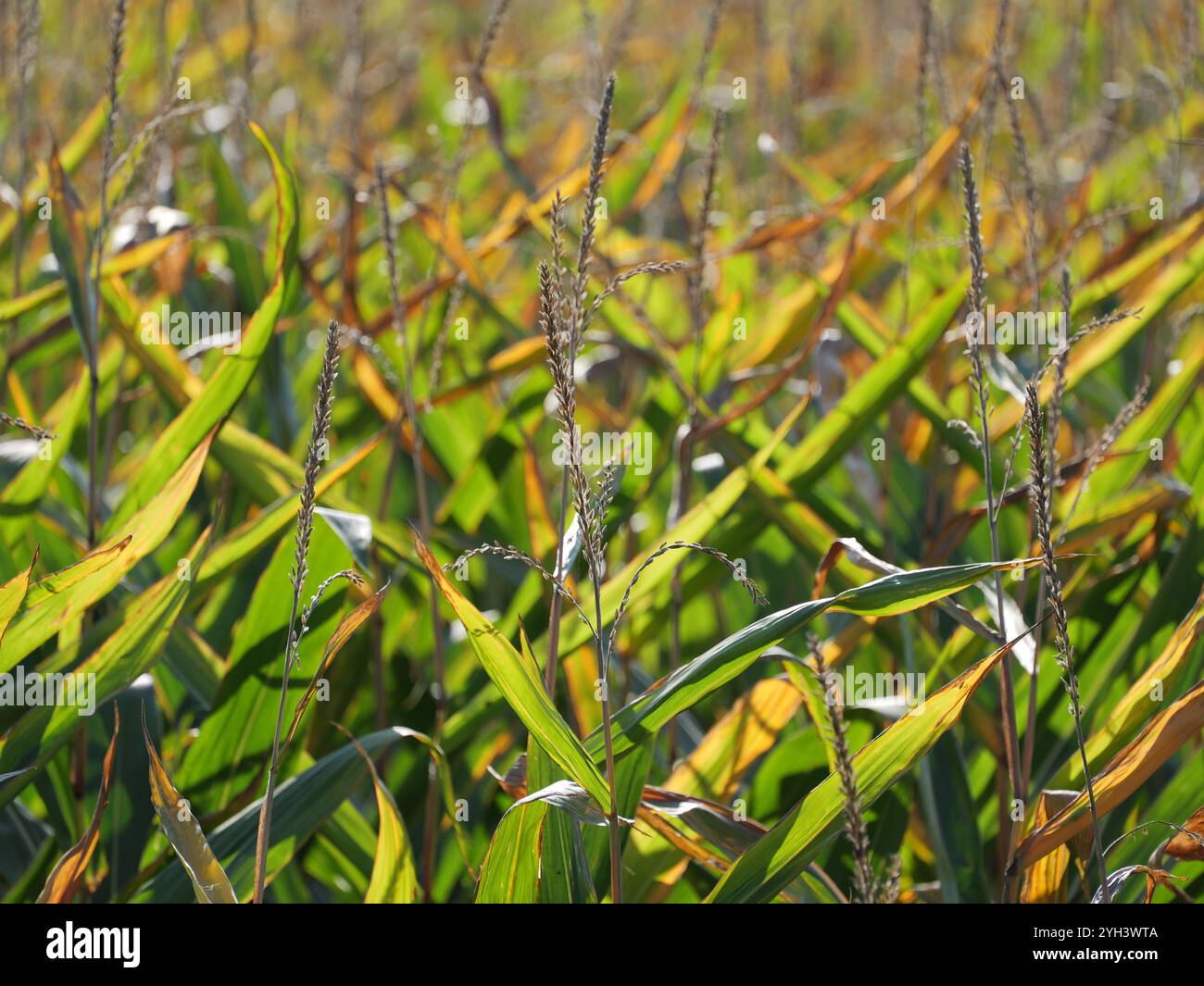 Il campo di mais si avvicina al raccolto. Sull'isola di Rügen, una quantità significativa di mais viene coltivata per la produzione di energia e di biogas. Foto Stock