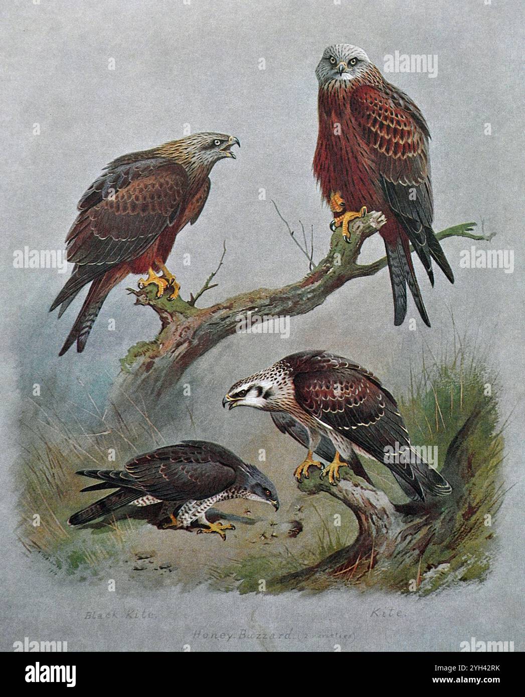 Black Kite (Milvus migrans), Red Kite (Milvus milvus) e Honey Buzzard (Pernis apivorus) sul fondo, illustrazione vintage acquerello del 1915. Originale dell'artista scozzese Archibald Thorburn. Foto Stock