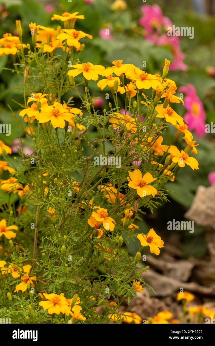 Deliziosa e fiorita "Golden Gem" di Marigold, Tagetes tenuifolia "Golden Gem", signet calendula "Golden Gem", accattivante, bella, audace Foto Stock