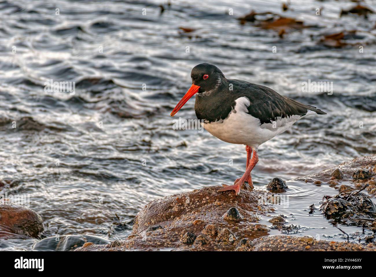 L'Oystercatcher Foto Stock