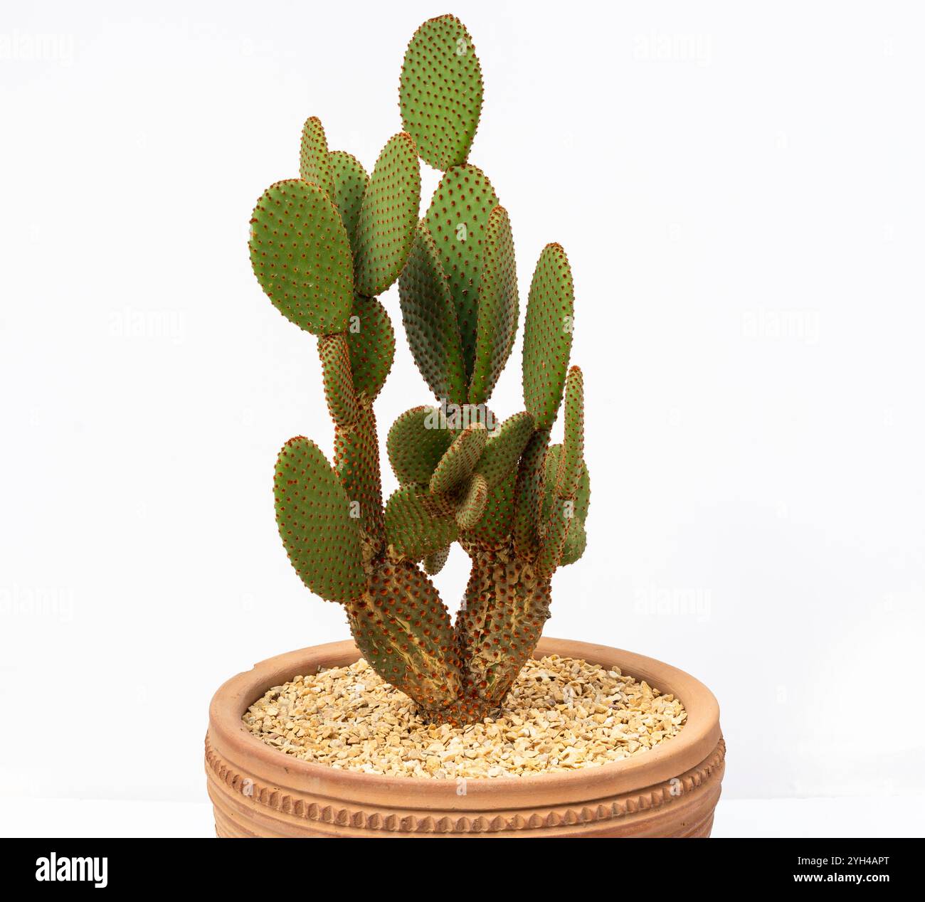 Opuntia microdasys o Bunny Ears cactus rosso in vaso di argilla su sfondo bianco Foto Stock