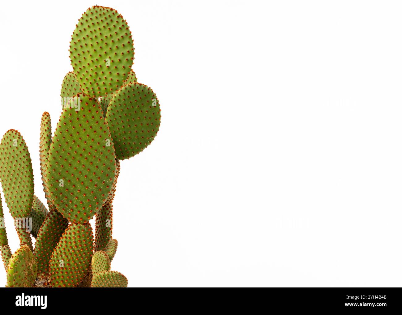 Cactus Opuntia con spine arancioni su sfondo bianco con spazio copia Foto Stock