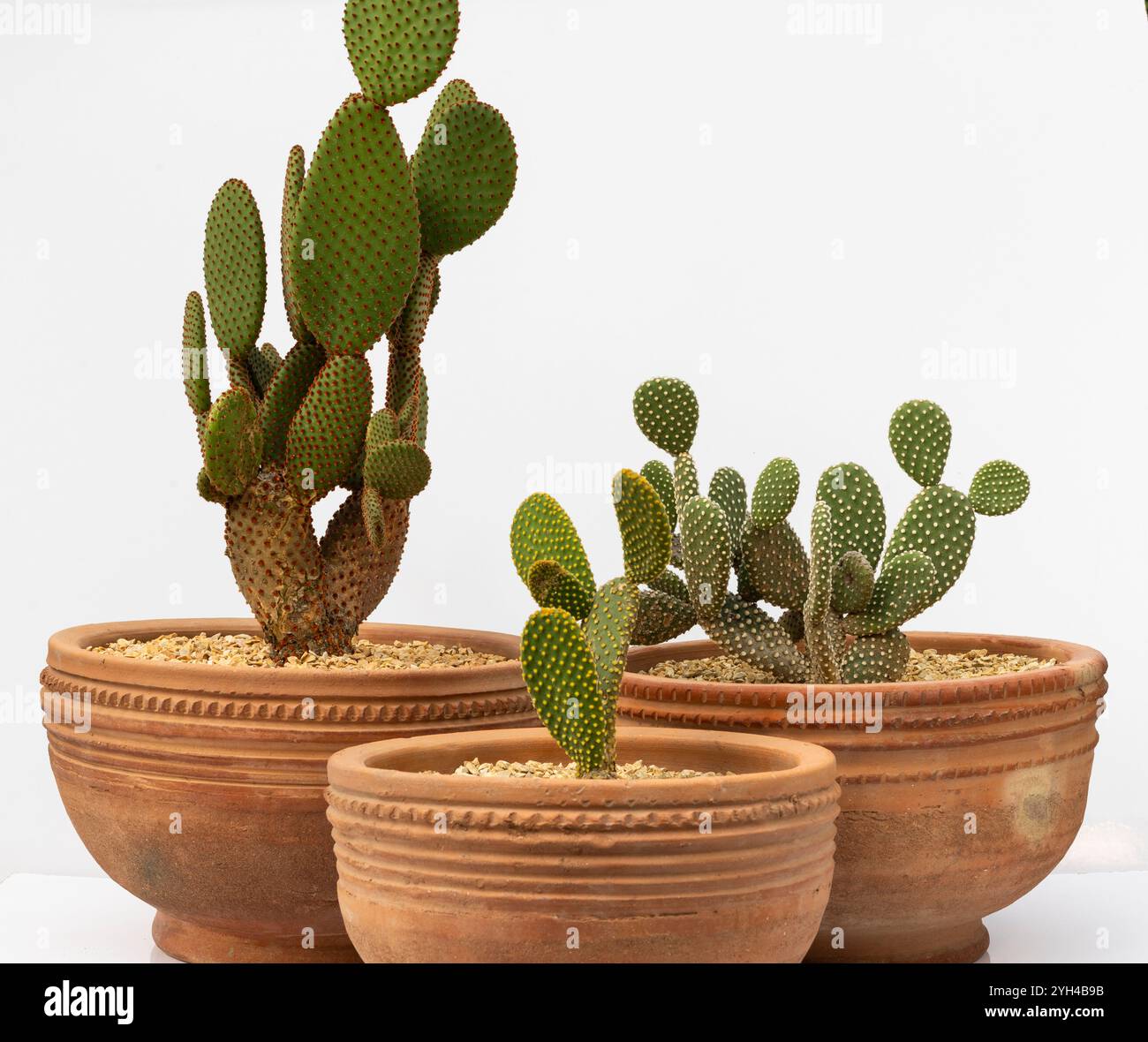 Disposizione di diverse varietà di Cactus di Bunny Ears Cactus White, Yellow e Orange color vaso di terracotta su sfondo bianco isolato Foto Stock