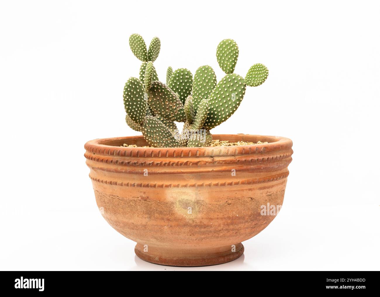 Opuntia microdasys Cactus in Clay Pot con sfondo isolato bianco Foto Stock