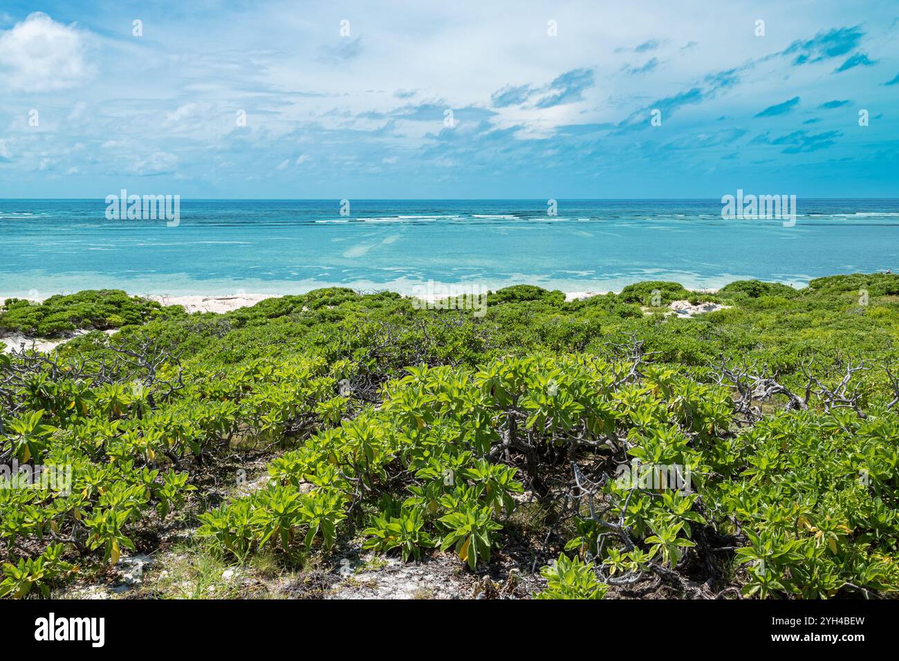 Scaevola Sericea Bush presso la spiaggia tropicale dell'atollo Cosmoledo, Seychelles Foto Stock