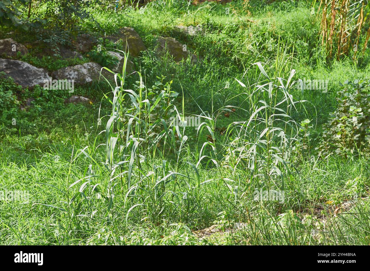 Verde illuminato dal sole con una varietà di piante e alte erbe in un ambiente naturale, catturando la bellezza e la diversità della natura incontaminata in un ambiente vivido Foto Stock