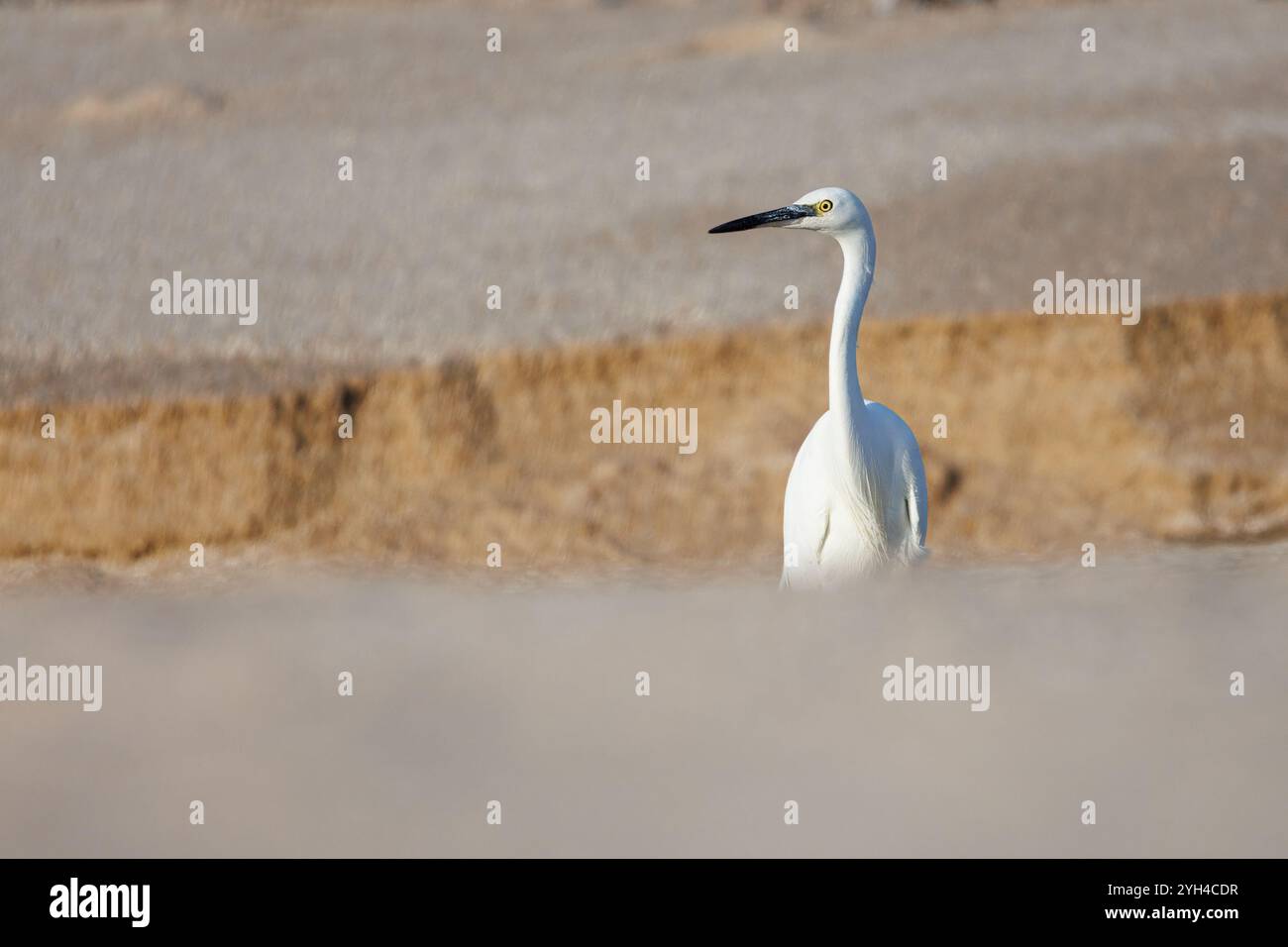 Piccola Egret (Egretta garzetta). Un airone che sbircia da un fosso dove scorre un piccolo ruscello. Foto Stock