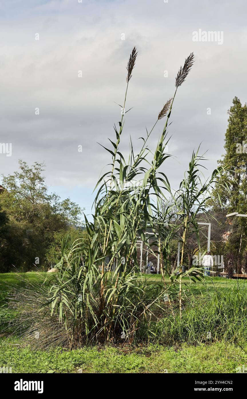 Pianta alta e erbosa con foglie lunghe e sottili e pennacchi piumati, situata in una zona erbosa con altri alberi e vegetazione. Il cielo nuvoloso e la lontana p Foto Stock