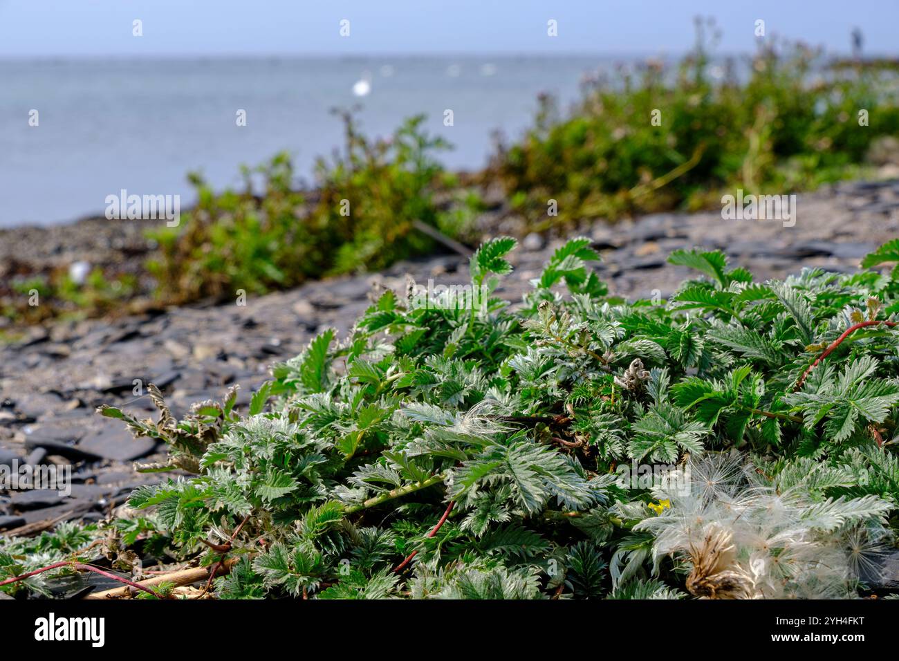 Silverweed cresce selvaggia tra le pietre su un tratto di spiaggia sulla costa meridionale di Öland vicino a Södra Udde, Öland, Kalmar län, Svezia. Foto Stock